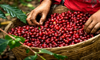 Café de especialidad | VERACRUZ| Tipica, Bourbon y Garnica