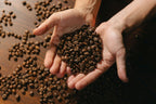 Café de especialidad | VERACRUZ| Tipica, Bourbon y Garnica